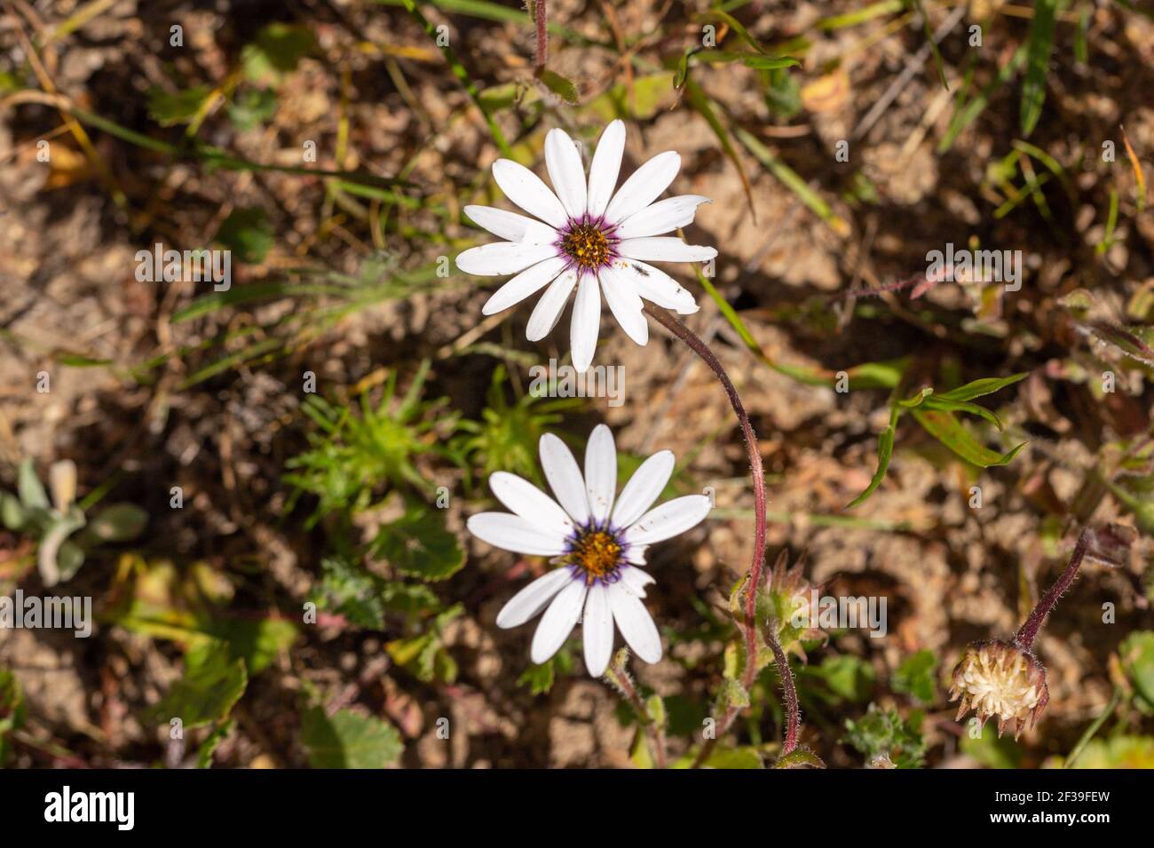 Two flowers of the common white African Daisy (Dimorphtotheca pluvialis) in natural habitat close to Darling in the Western Cape of South Africa Stock Photo