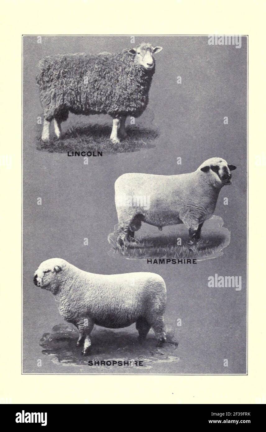 Progressive sheep raising Stock Photo - Alamy