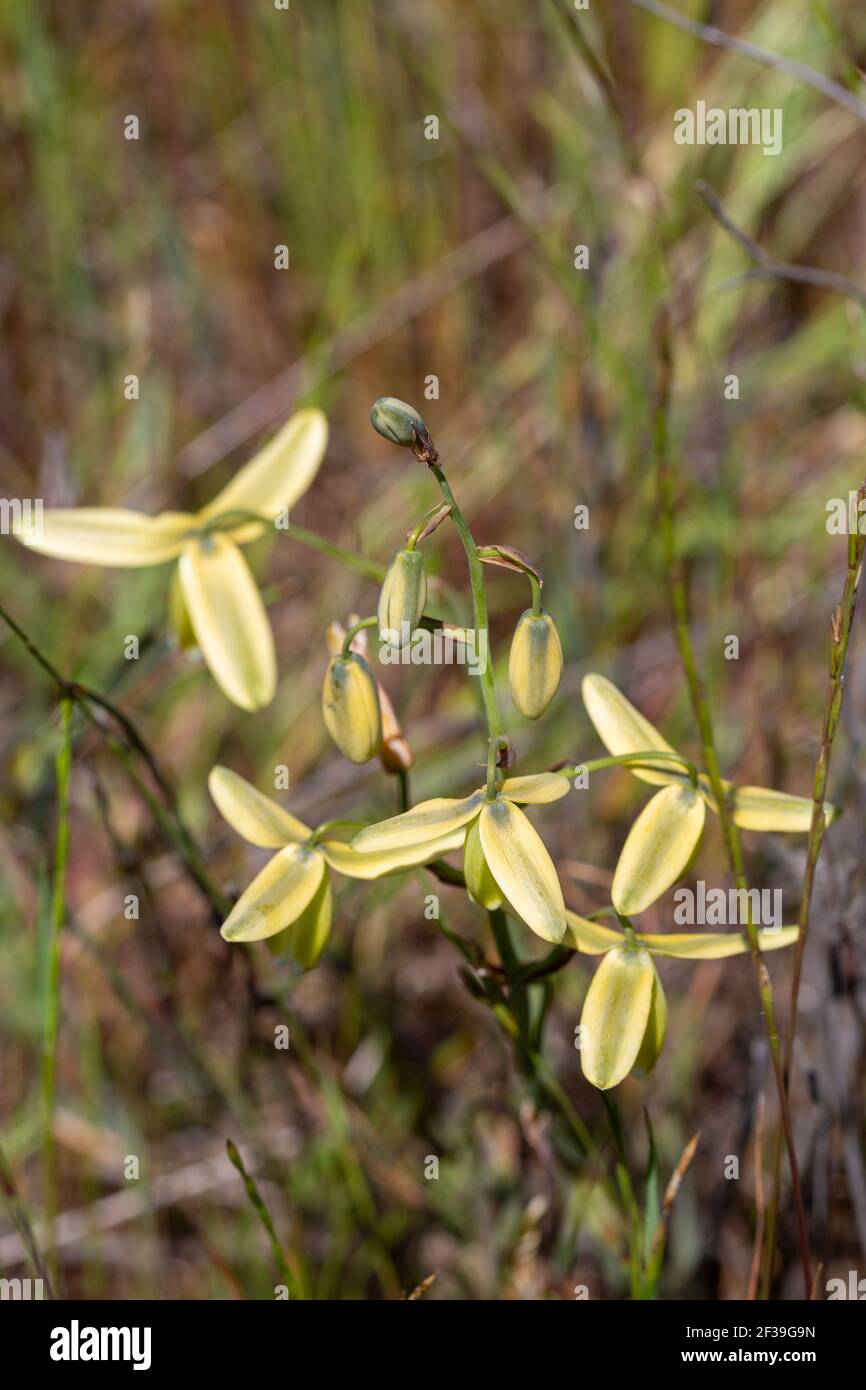 Some flowers of an Aluca species seen in natural habitat close to Darling in the Western Cape of South Africa Stock Photo