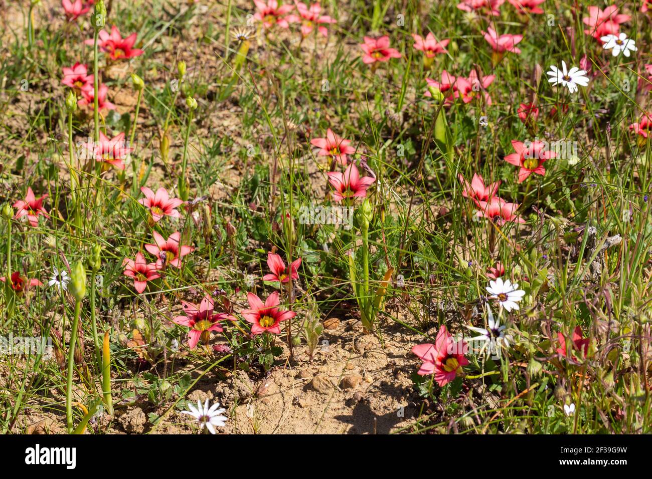 Large group of Romulea eximia close to Darling in the Western Cape of South Africa Stock Photo
