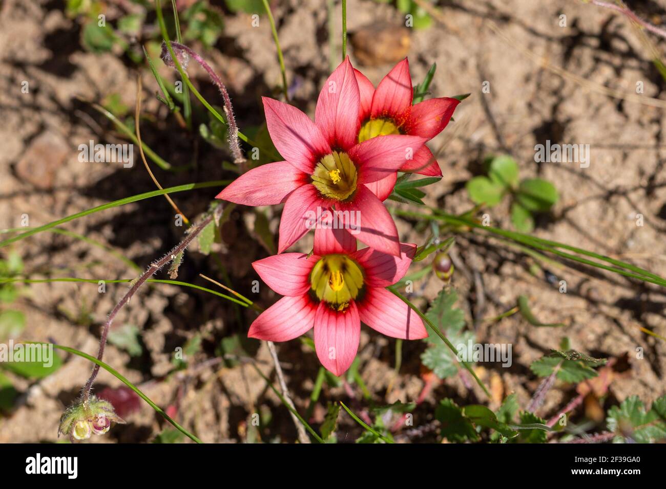Close-up of three flowers of Romulea eximia close to Darling in the Western Cape of South Africa Stock Photo