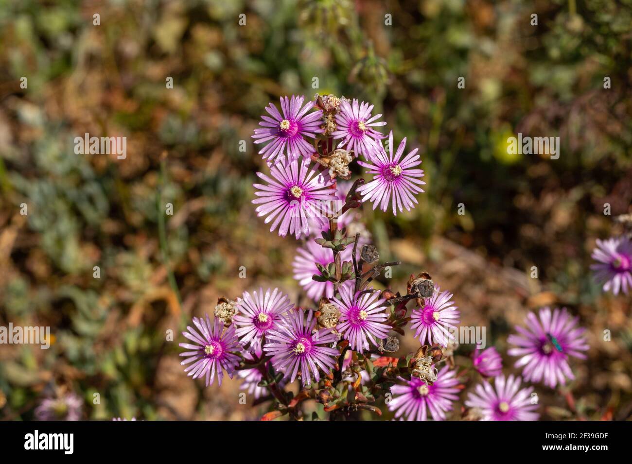 The violet pink flowers of Lampranthus leptaleon (a member of the fig-marigold family) seen in natural habitat close to Darling in South Africa Stock Photo
