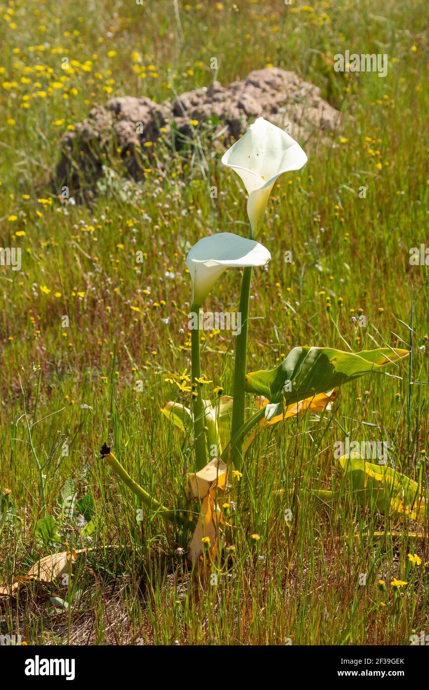 African Wildflower: Zantedeschia aethiopica in natural habitat near Darling in the Western Cape of South Africa Stock Photo