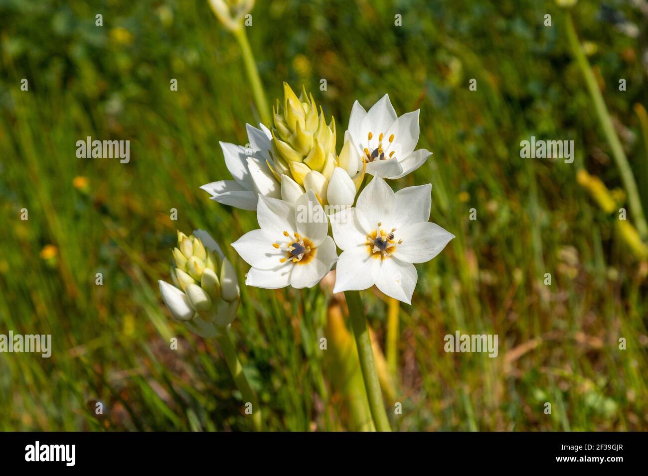 Close-up of the white flowers of an Ornithogalum sp. seen in natural habitat close to Darling in the Western Cape of South Africa Stock Photo