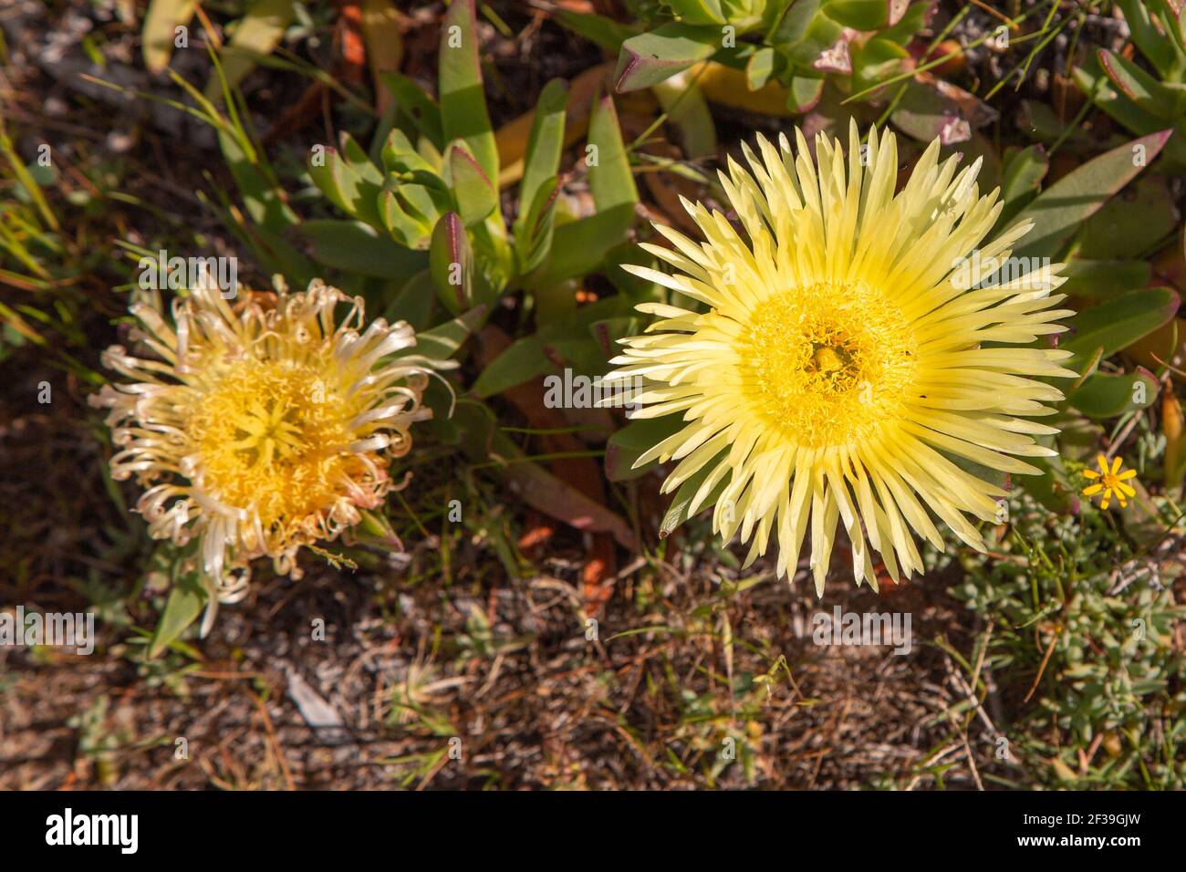 Wildflower of South Africa: The yellow flower of the succulent Carpobrotus edulis seen in natural habitat close to Darling in the Western Cape Stock Photo