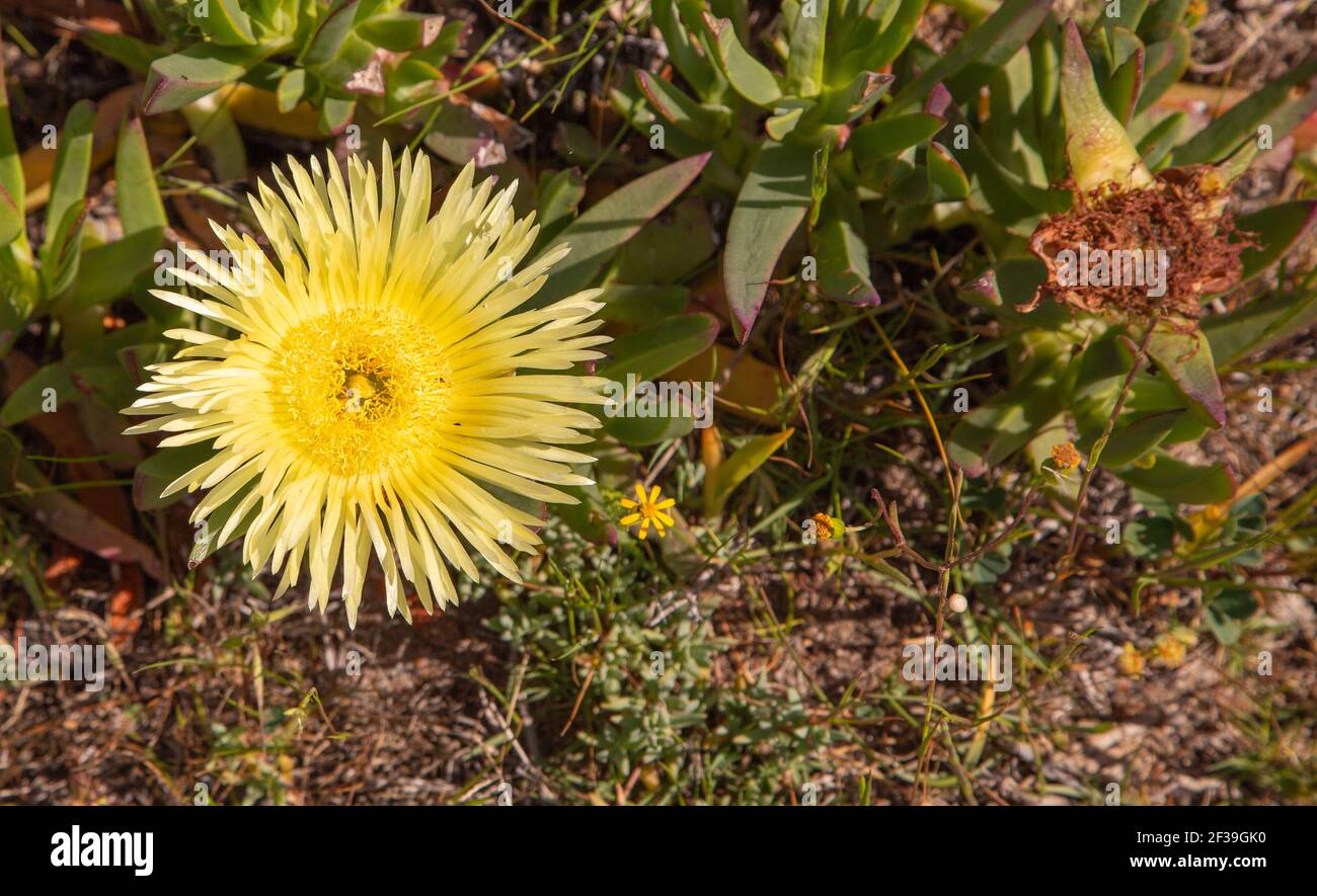 Cape Floristic Region: The yellow flower of the ice plant (Carpobrotus edulis) in natural habitat close to Darling in the Western Cape of South Africa Stock Photo