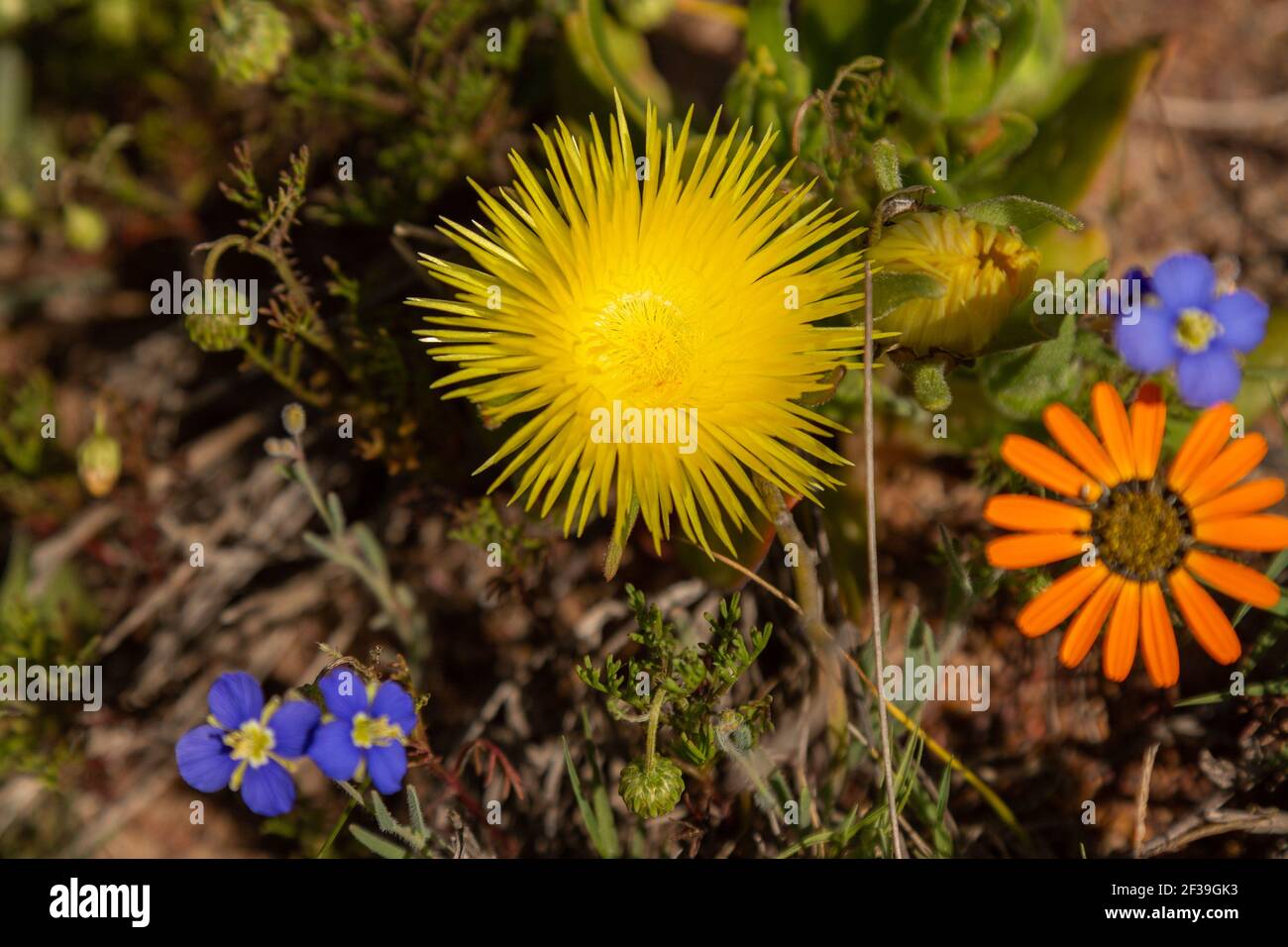 Yellow flower of Carpobrotus edulis seen close to Darling in the Western Cape of South Africa Stock Photo