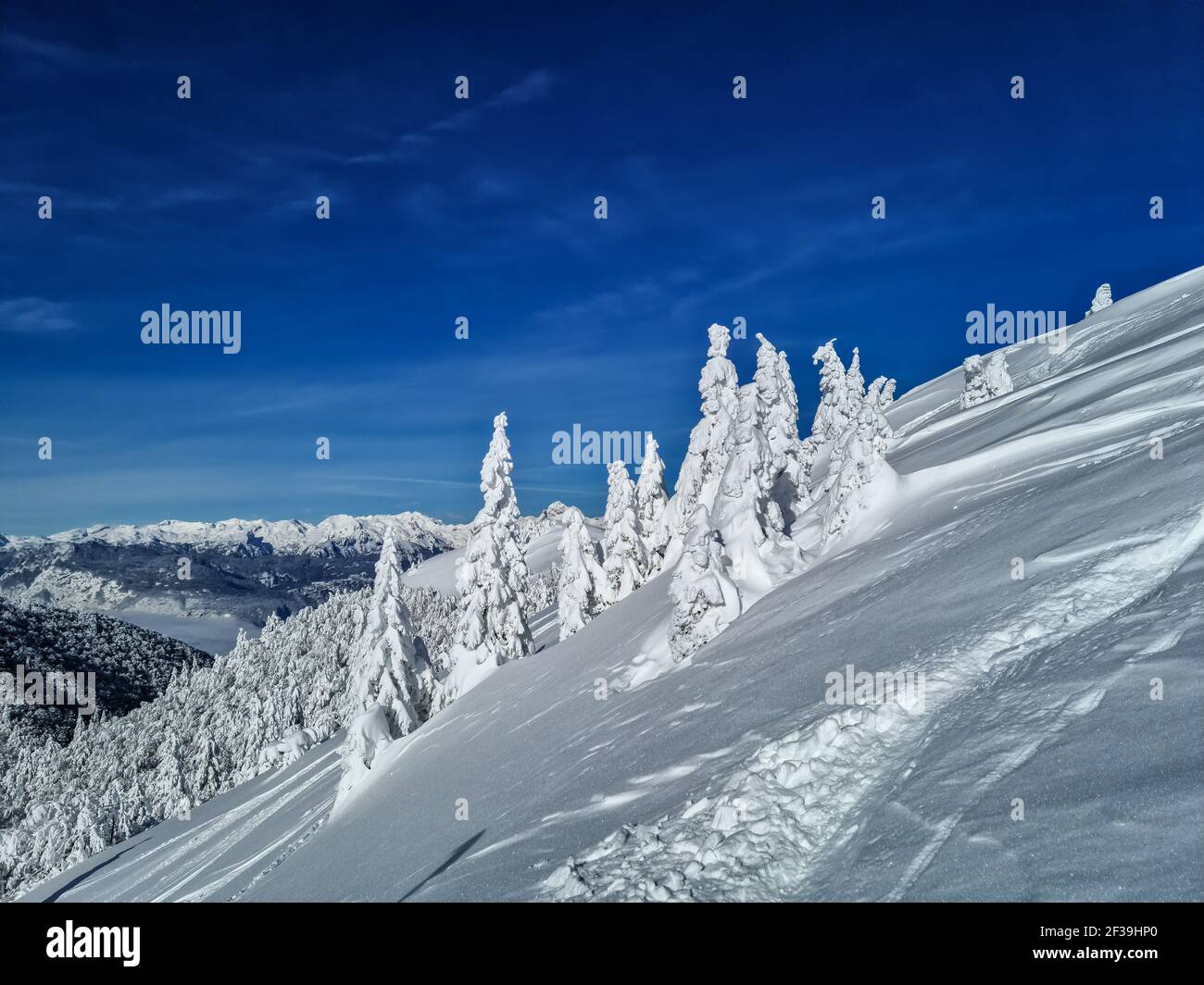 Spruce forest covered in snow Stock Photo - Alamy