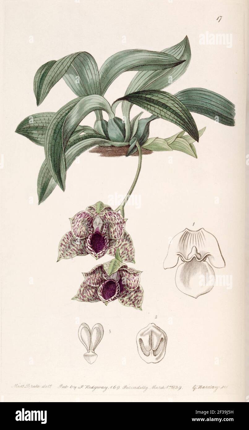 Promenaea stapelioides (as Maxillaria stapelioides) - Edwards vol 25 (NS 2) pl 17 (1839). Stock Photo