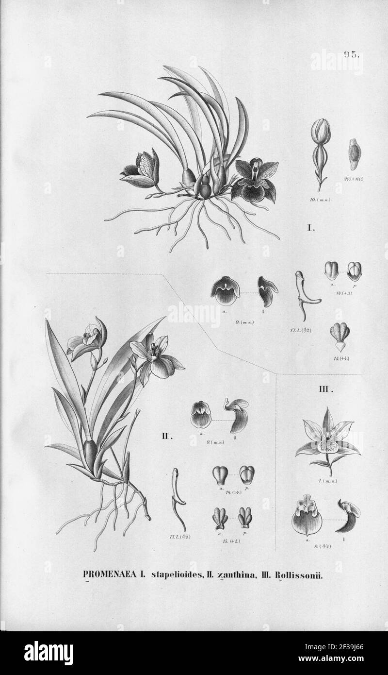 Promenaea stapelioides - Promenaea xanthina - Promenaea rollissonii - Fl.Br.3-6-95. Stock Photo