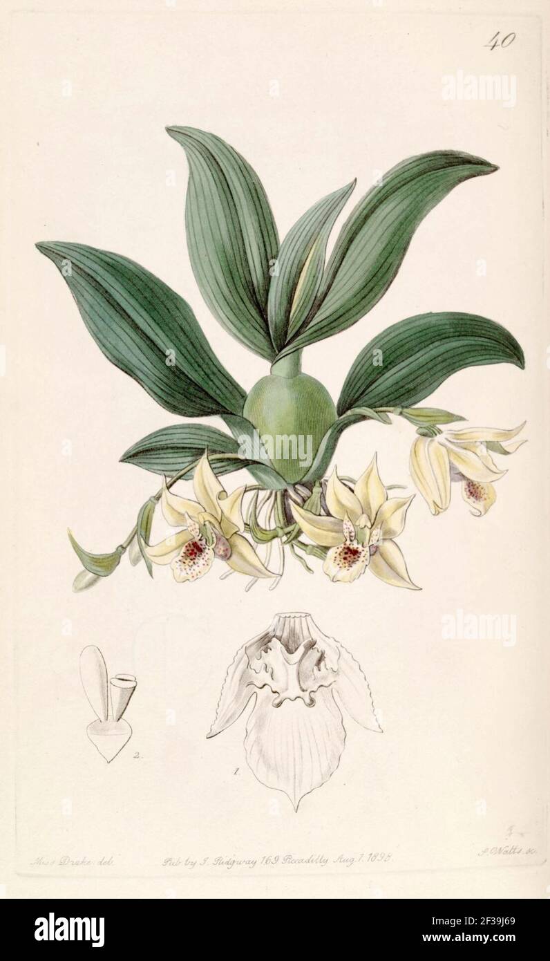Promenaea rollissonii (as Maxillaria rollissonii) - Edwards vol 24 (NS 1) pl 40 (1838). Stock Photo