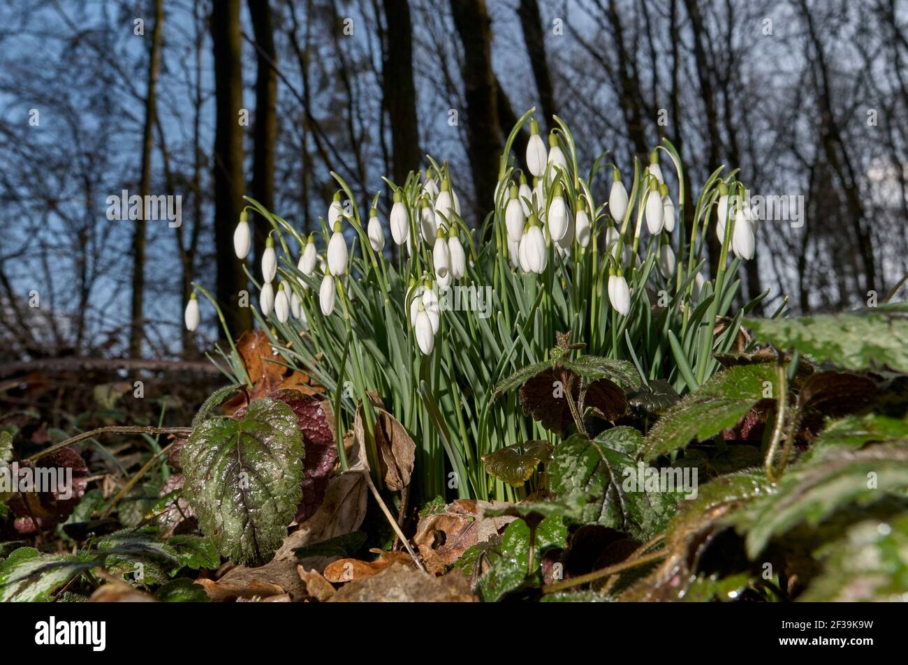 Schneeglöckchen Stock Photo