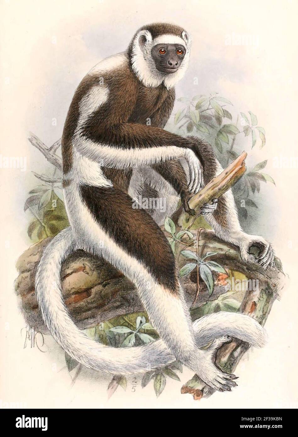 Propithecus verreauxi 1894. Stock Photo