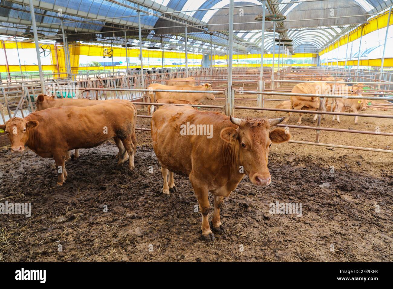 Korean cattle in the fence, cattle breeding farm in rural areas Stock
