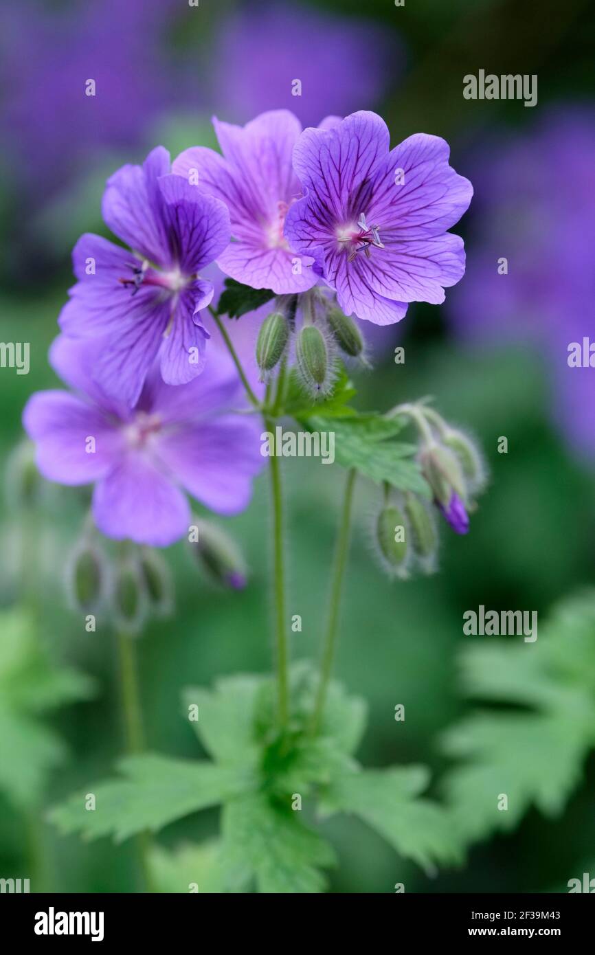 Geranium 'Alan Mayes'. Geranium × magnificum 'Alan Mayes'. Cranesbill 'Alan Mayes'. Bright blue flowers with purple veining Stock Photo
