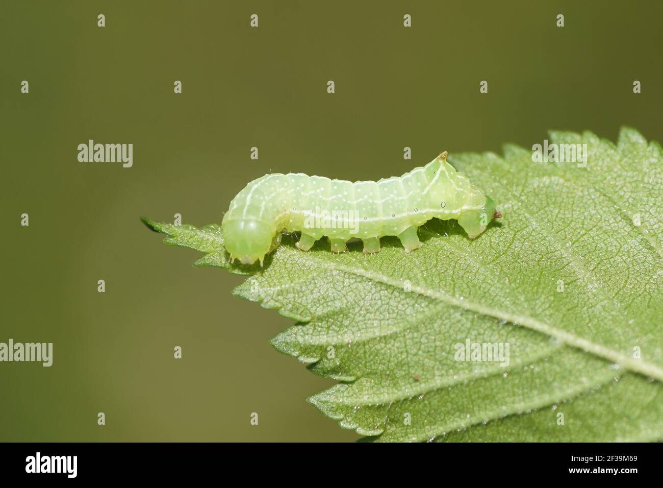 Young caterpillar of the Svensson's copper underwing (Amphipyra berbera), family owlet moths (Noctuidae) on a leaf in a Dutch garden. Netherlands, Stock Photo