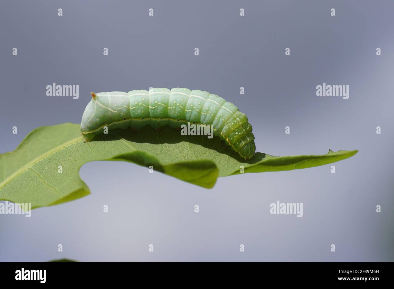Caterpillar of the Svensson's copper underwing (Amphipyra berbera), family owlet moths (Noctuidae) feeding on an oak leaf in a Dutch garden. Holland Stock Photo