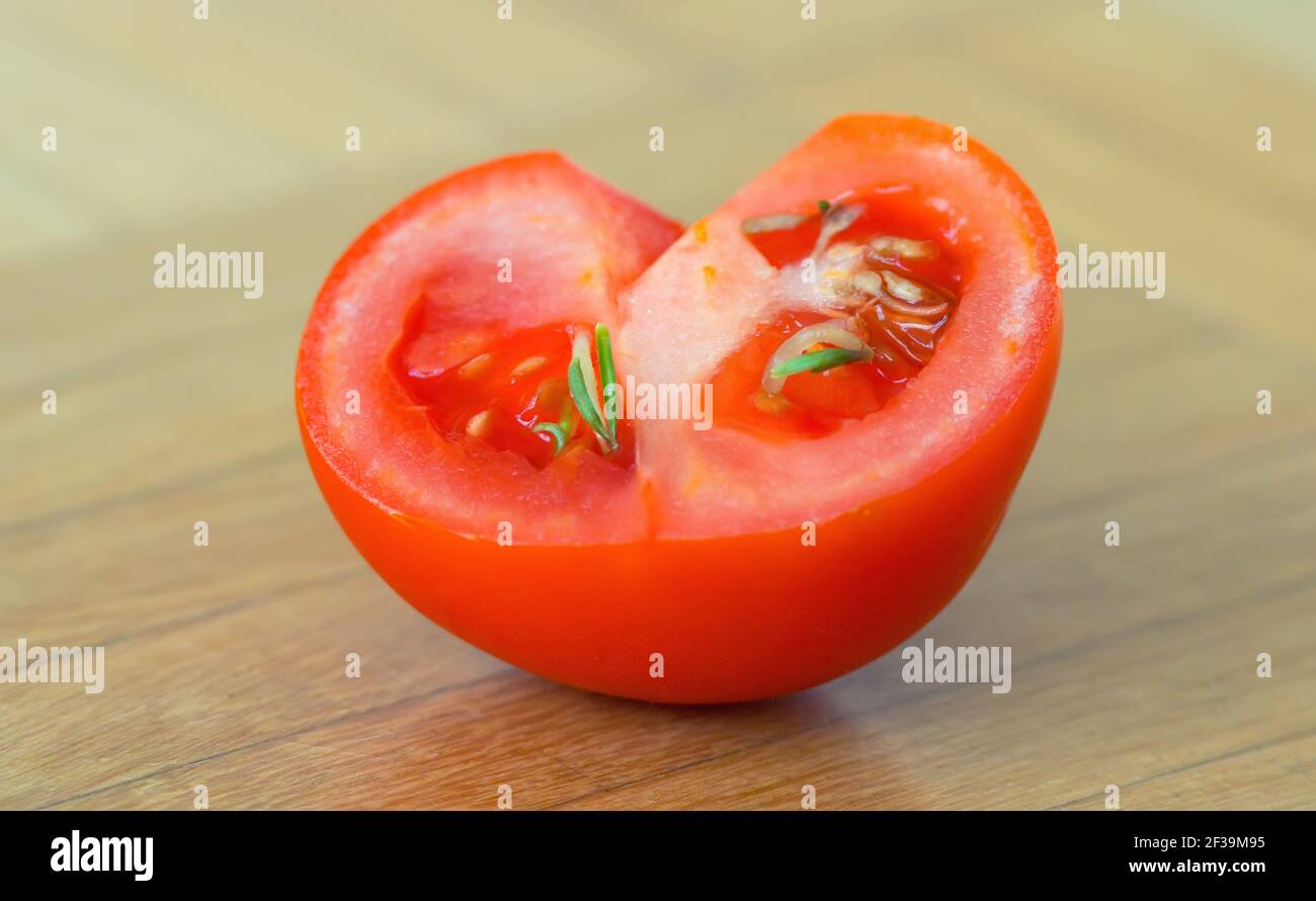 seeds sprouting inside a tomato