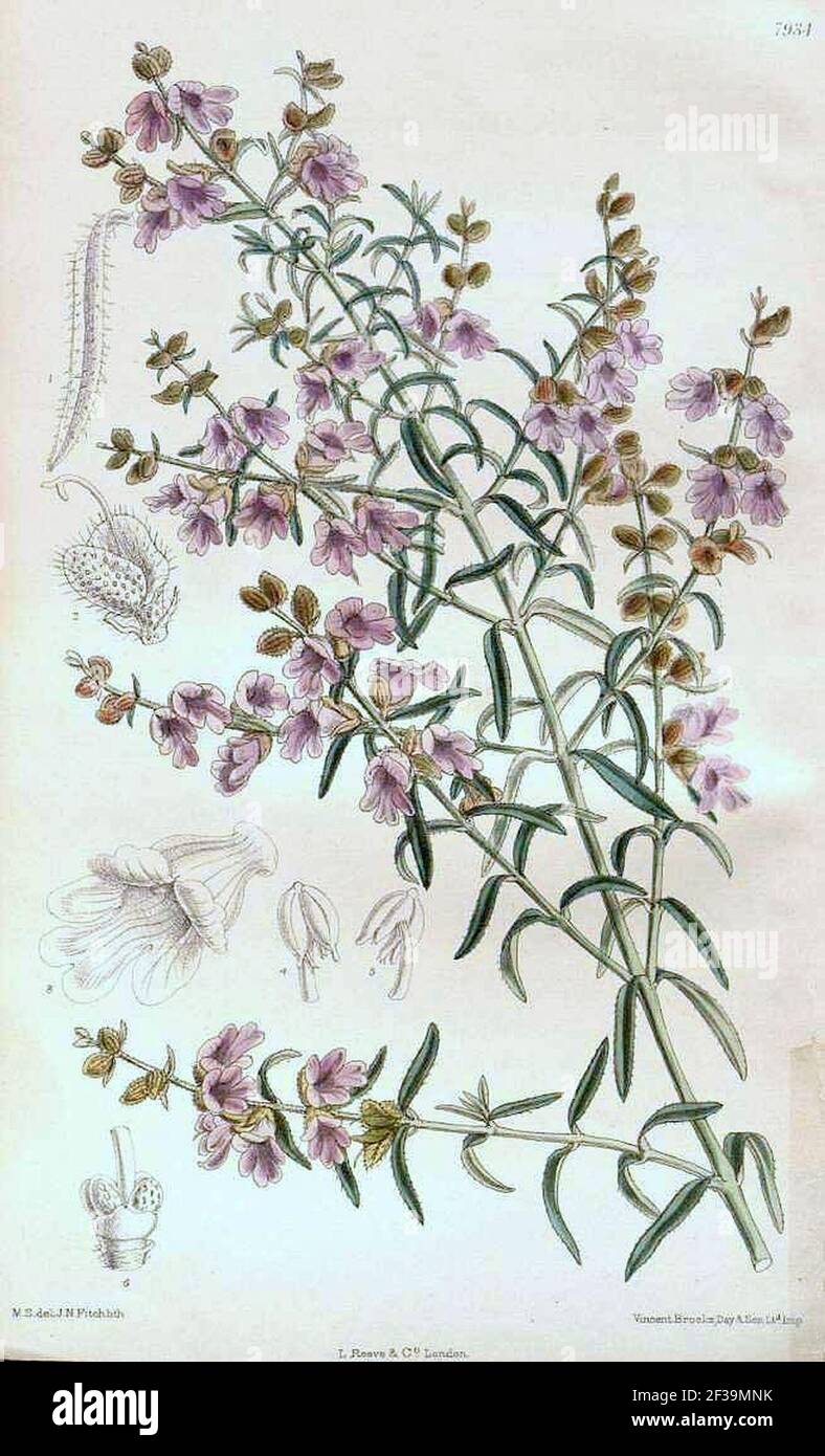 Prostanthera denticulata - plant illust. Stock Photo