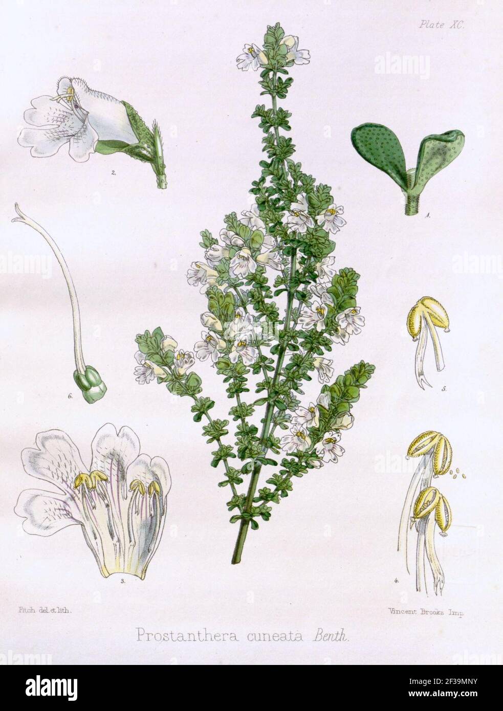Prostanthera cuneata - plantillust. Stock Photo