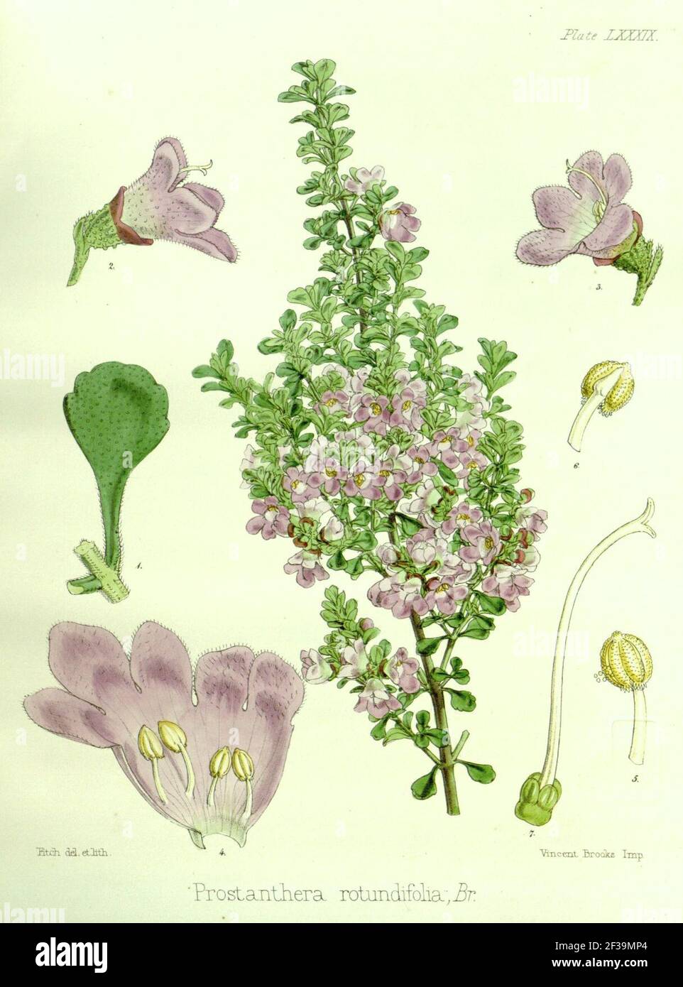 Prostanthera rotundifolia - plantillust. Stock Photo