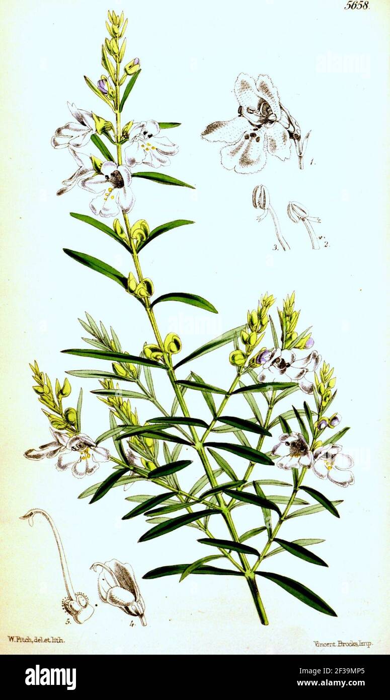 Prostanthera nivea - plantillust. Stock Photo
