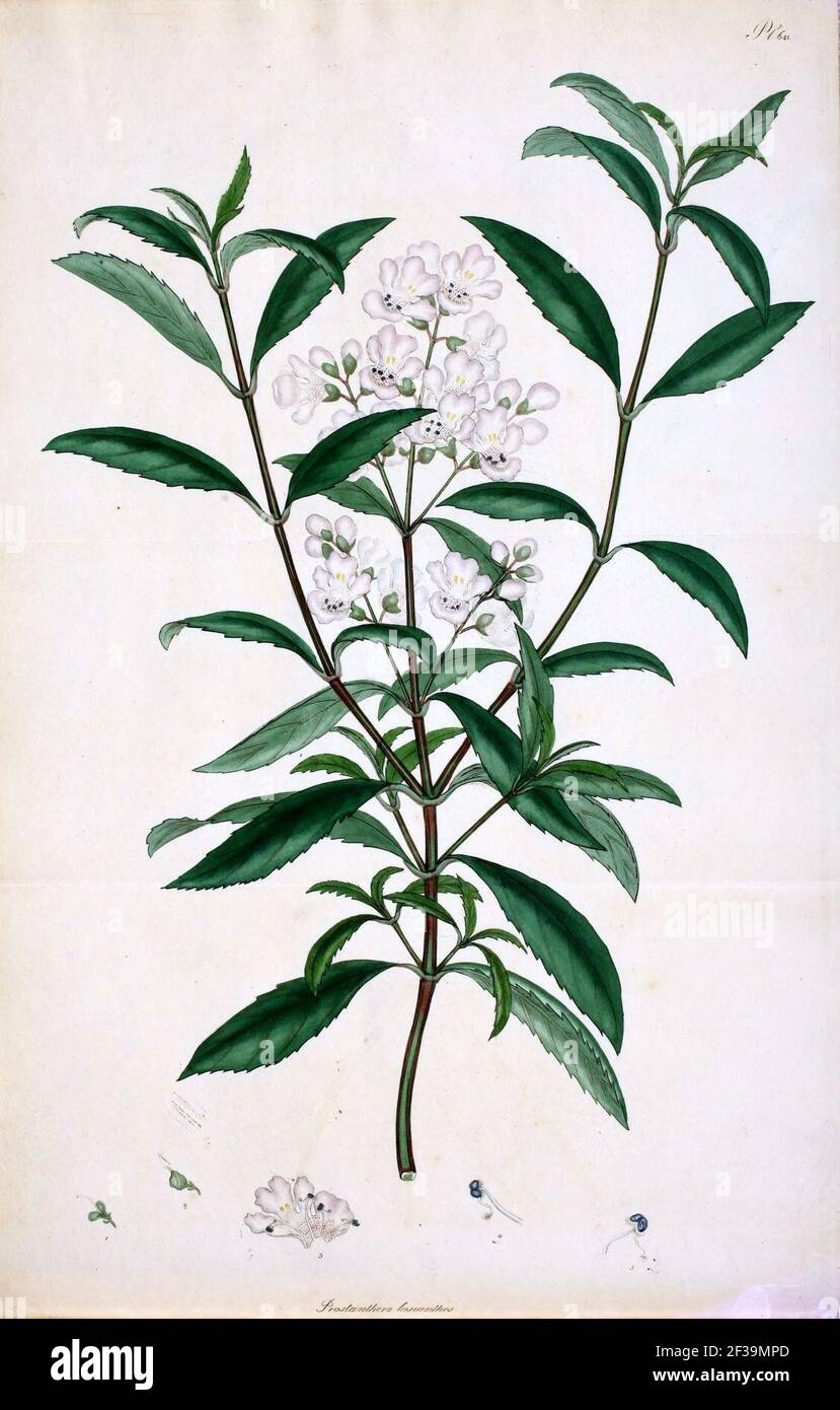 Prostanthera lasianthos3 - plantillust. Stock Photo