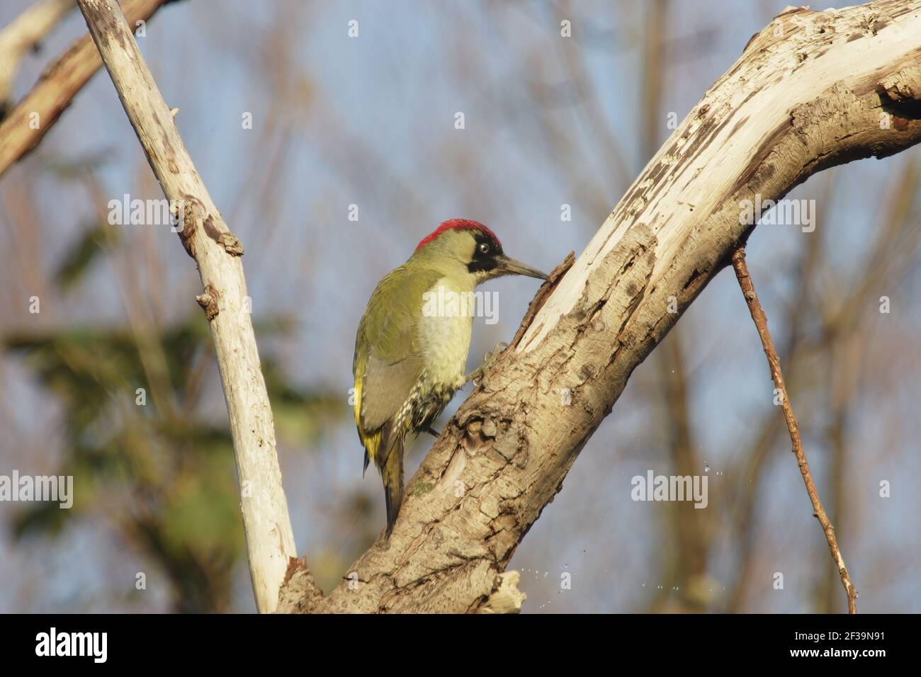 Green Woodpecker - In Dead Tree searching for insectsPicus viridis Lea Valley Park Herts, UK BI006774 Stock Photo