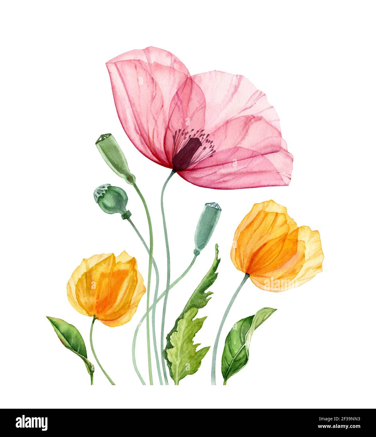 Watercolor Poppy composition. Summer field flowers with green leaves ...
