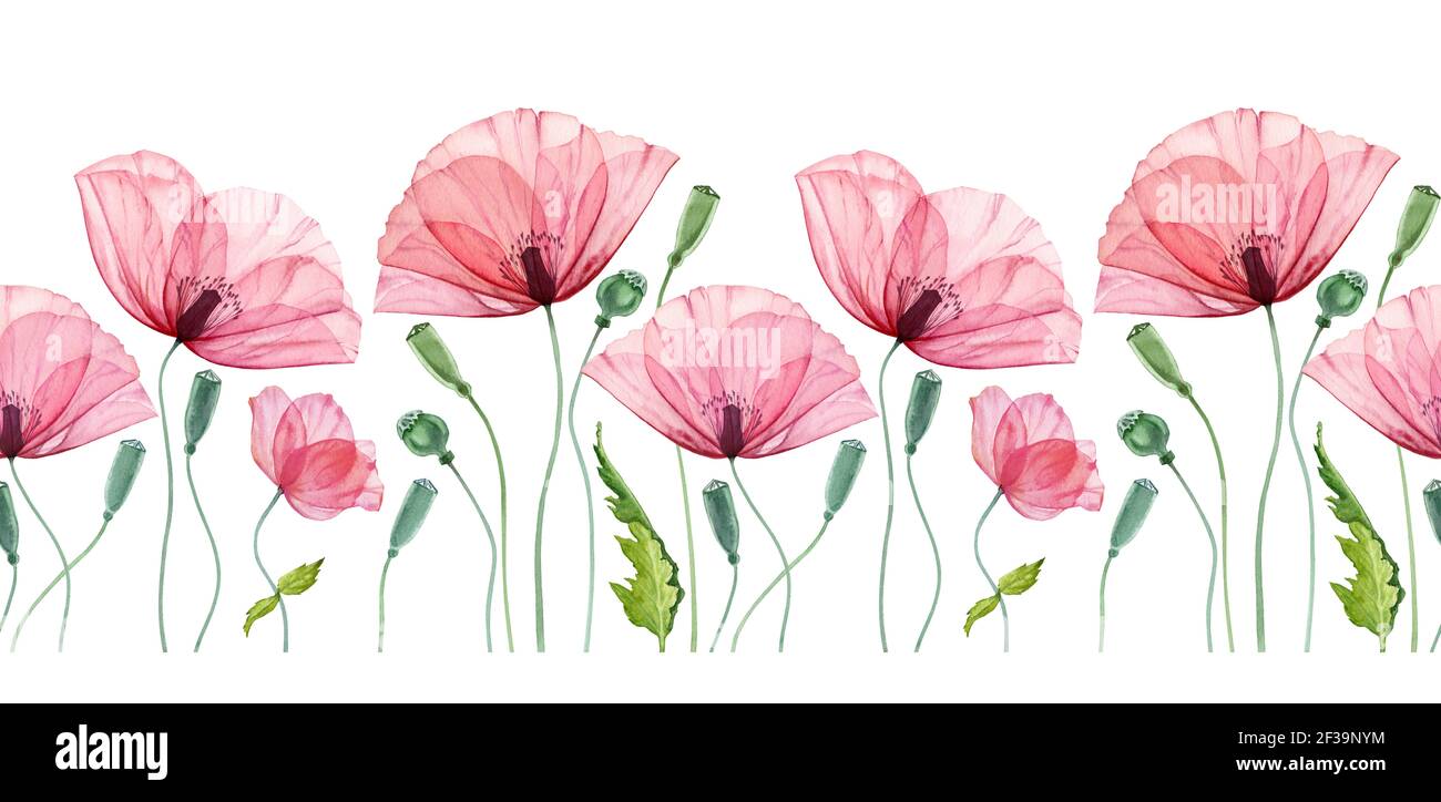 Watercolor seamless border with Poppy. Summer field flowers with green leaves. Floral horizontal line in repeat. Realistic botanical illustration Stock Photo