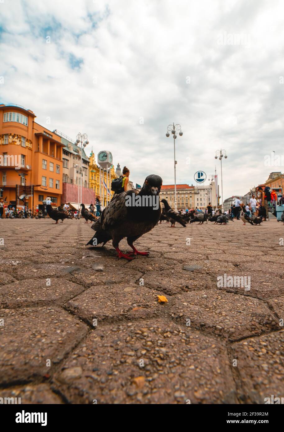 Low angle view of people and pigeons in square in Zagreb city Stock Photo