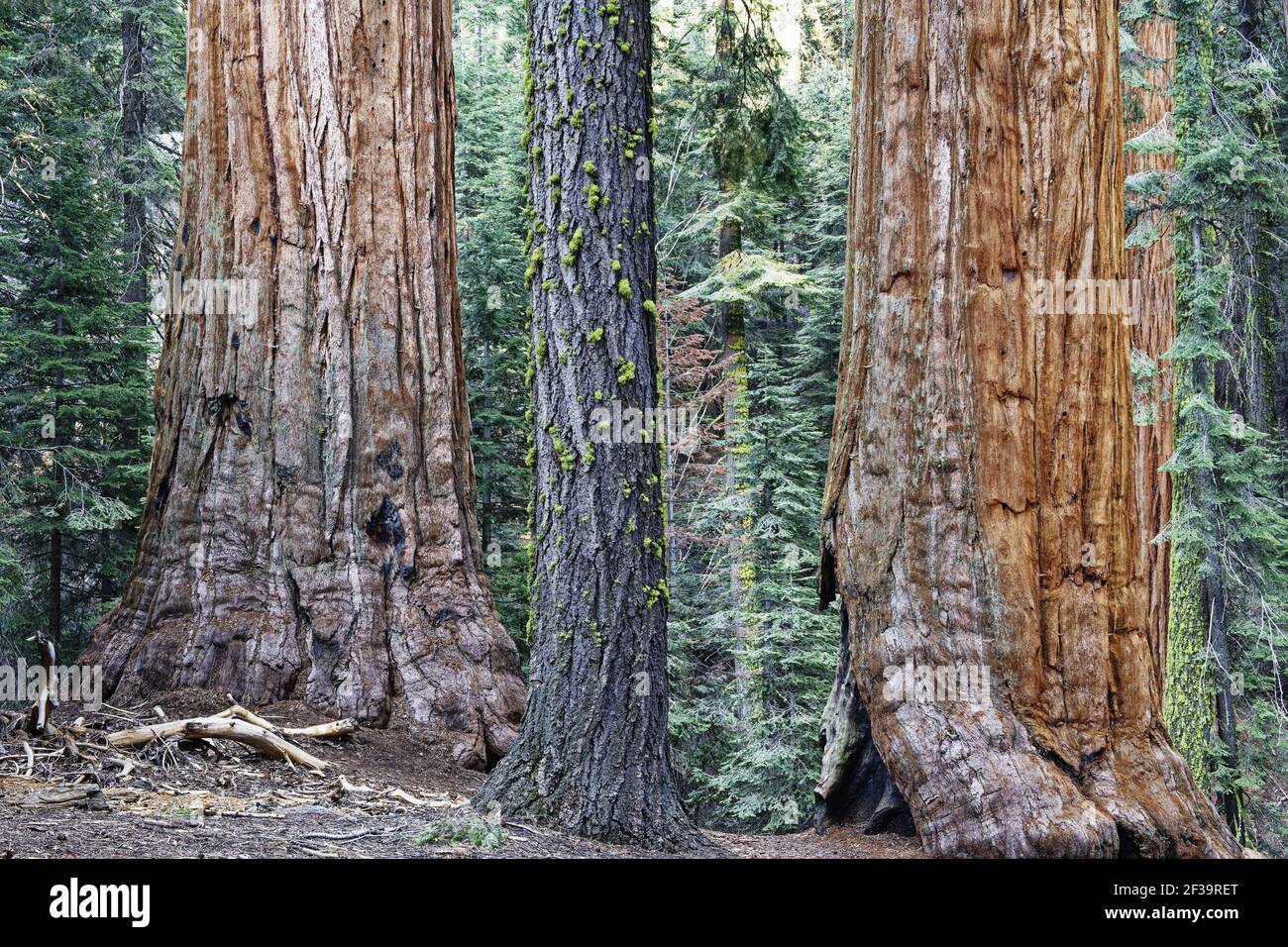 Giant Sequoia(Sequoiadendron giganteum)  Sequoia NP California, USA LA000623 Stock Photo