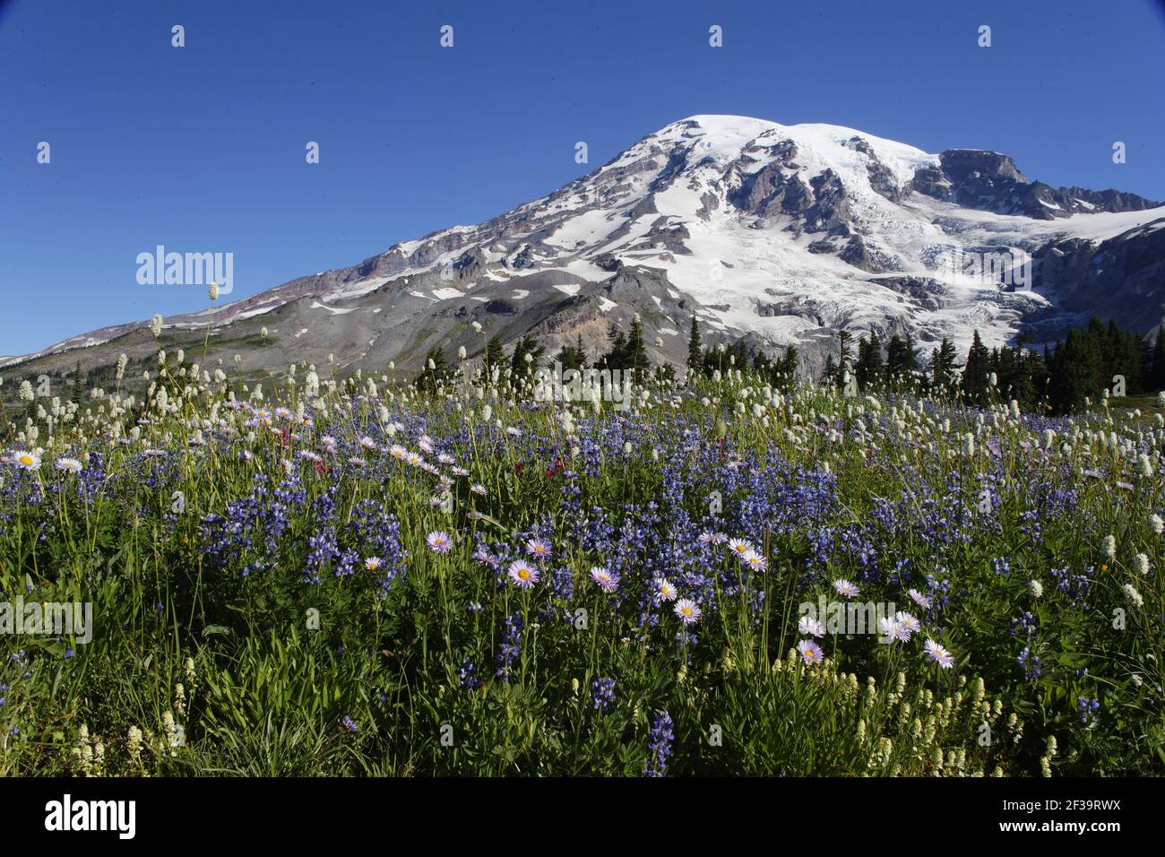 Mount Rainier with alpine meadow flowers, mainly: Subalpine Daisy (Erigeron peregrinus) Broadleaf Lupin (Lupinus latifolius) American Bistort (Polygon Stock Photo