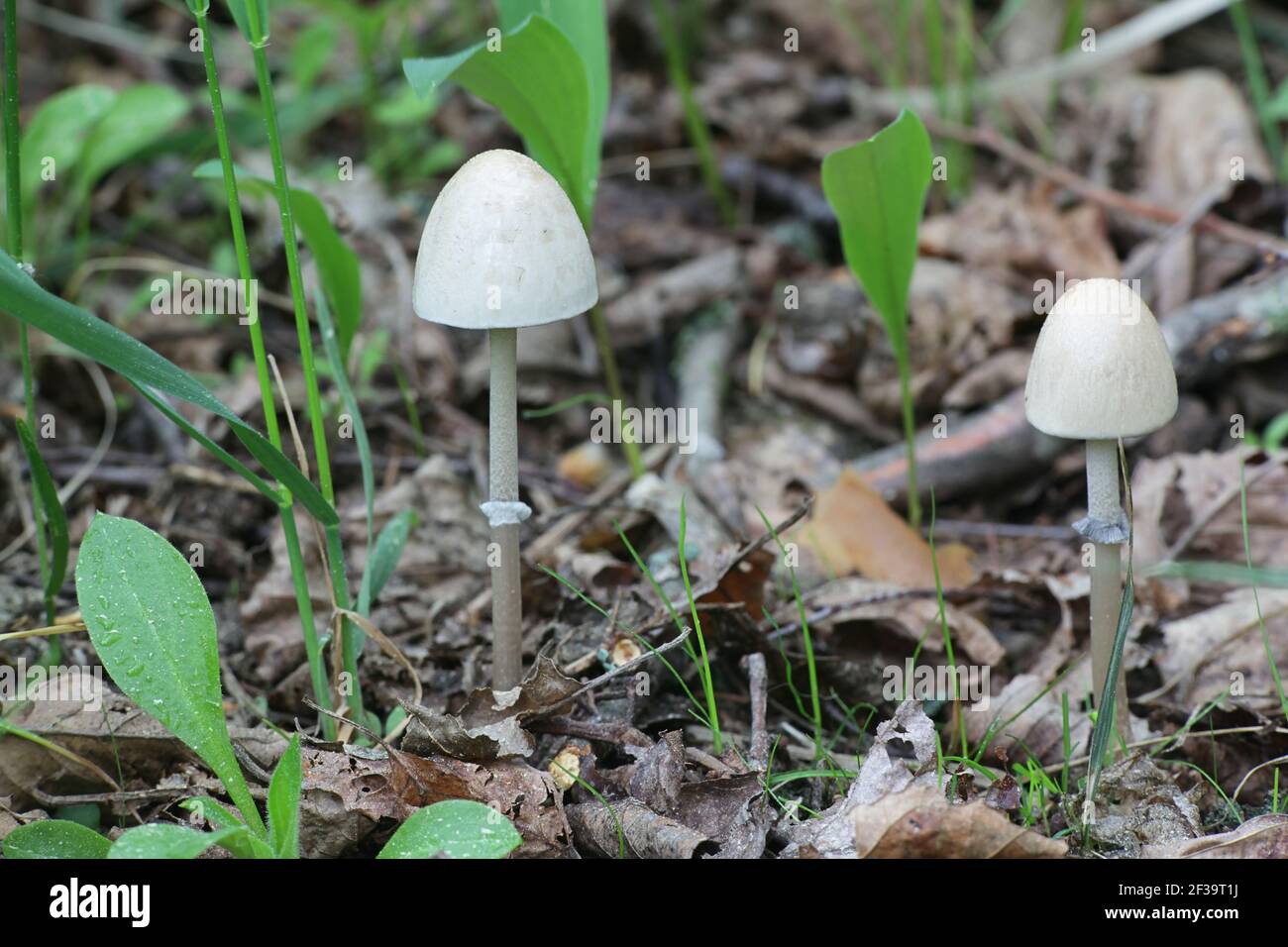 Panaeolus semiovatus, also known as Anellaria separata, commonly called the shiny mottlegill or egghead mottlegill, wild mushroom growing on dung Stock Photo