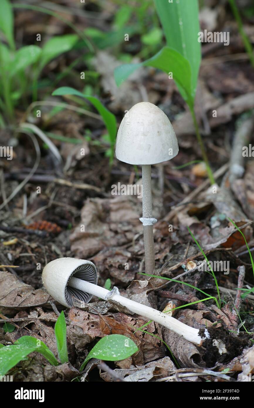 Panaeolus semiovatus, also known as Anellaria separata, commonly called the shiny mottlegill or egghead mottlegill, wild mushroom growing on dung Stock Photo