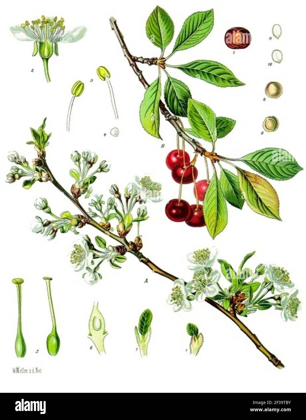 Prunus cerasus - Köhler–s Medizinal-Pflanzen-113. Stock Photo