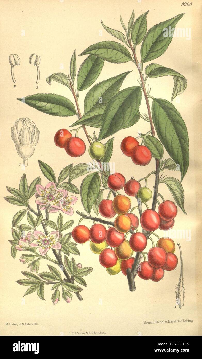 Prunus japonica 1358260 Stock Photo Alamy