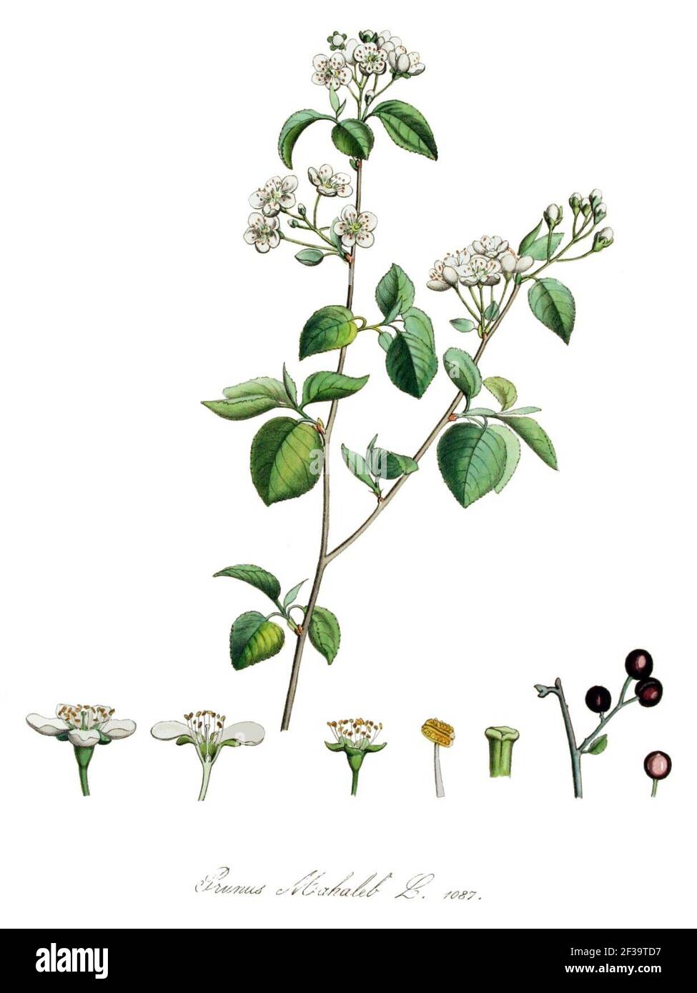 Prunus mahaleb — Flora Batava — Volume v14. Stock Photo