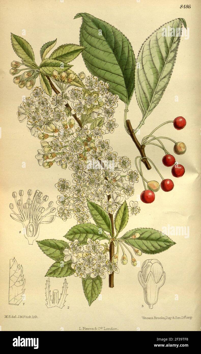 Prunus pennsylvanica 139-8486. Stock Photo