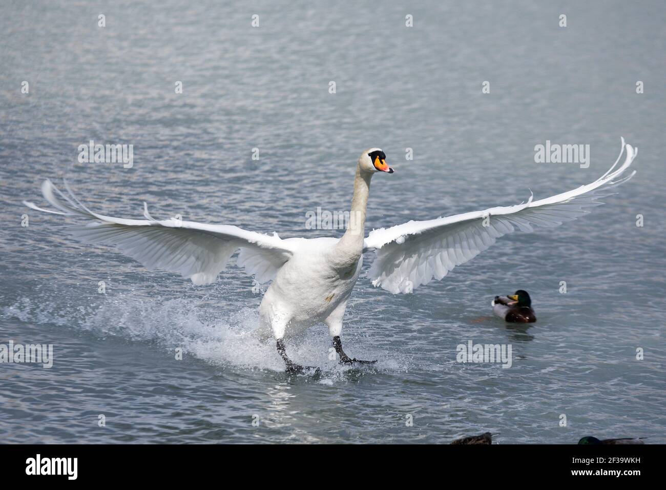 a swan landing on the water with wide spread wings Stock Photo