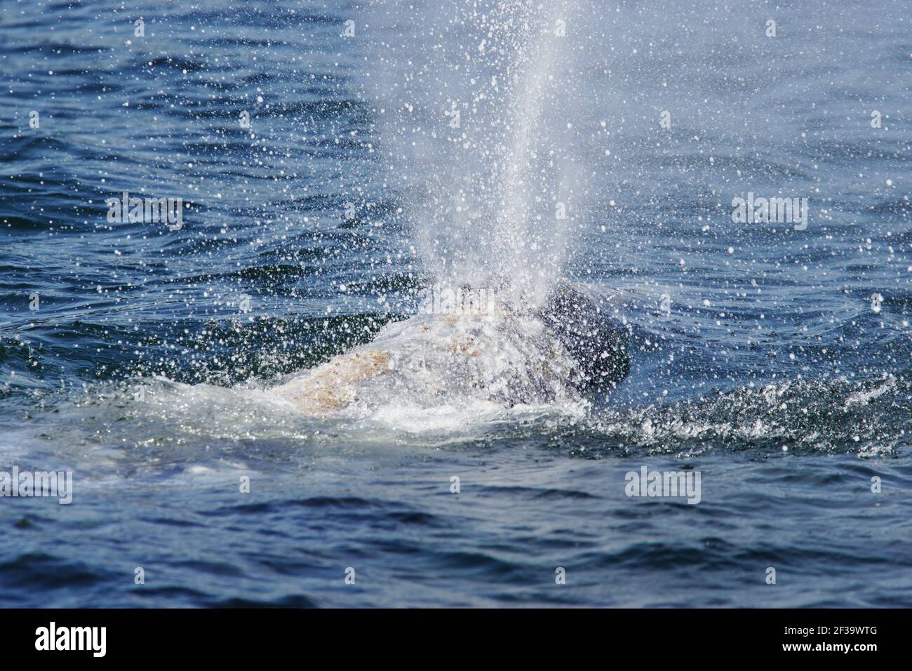 Grey Whale - Spouting(Eschrichtius robustus) Puget Sound Washington State, USA MA000465 Stock Photo