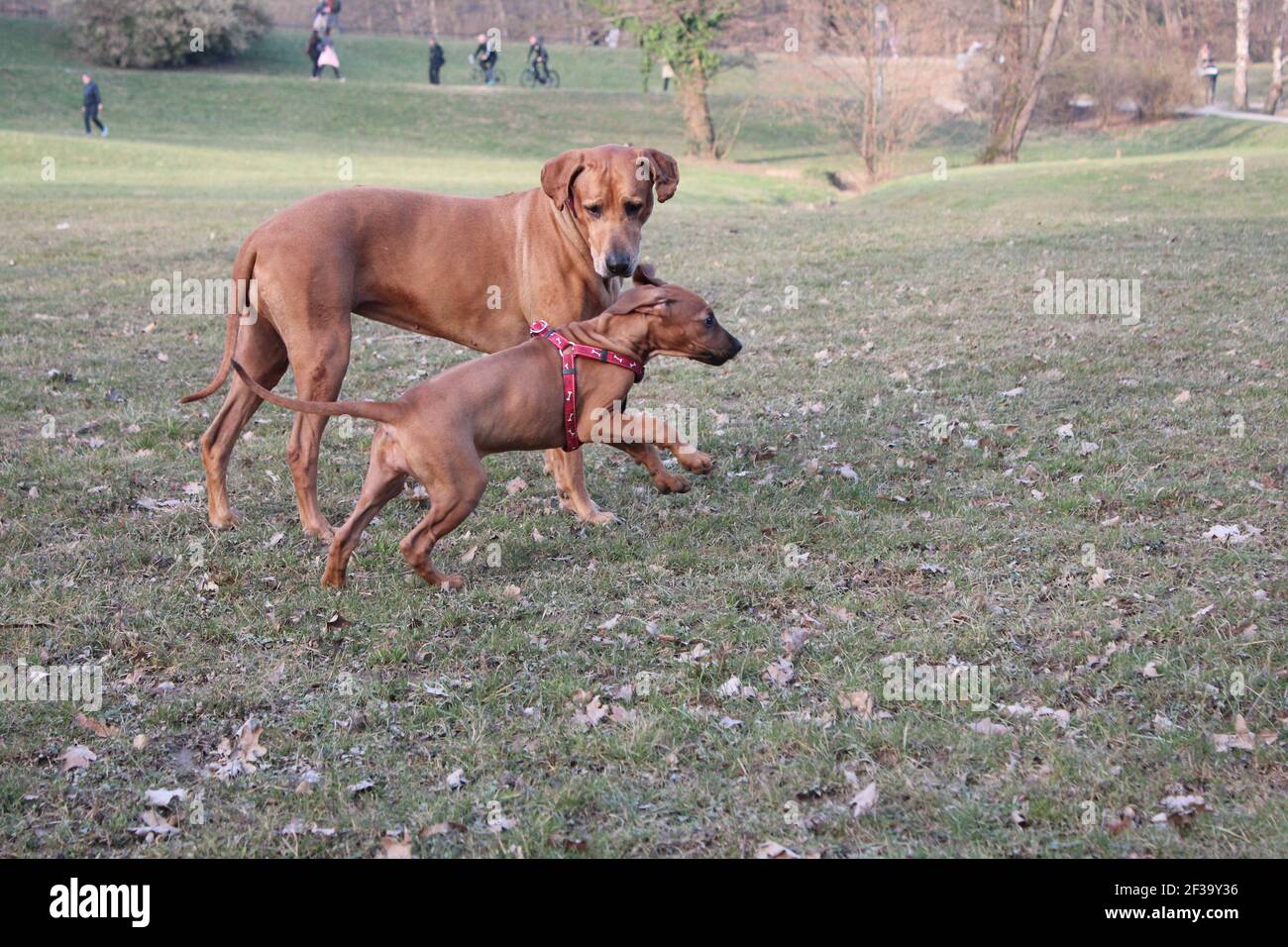 Closeup rhodesian ridgeback in hi-res stock photography and images - Alamy