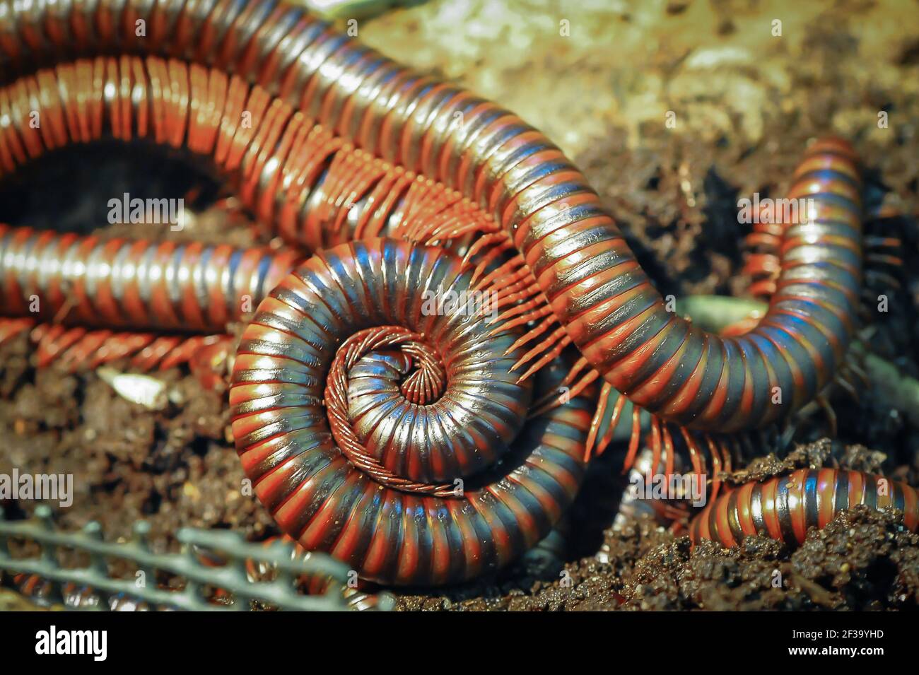 Giant brown millipedes, (Harpagophoridae) Malaysia. Close up detail of several millipedes, coiled, burrowing and crawling on soft ground. Stock Photo