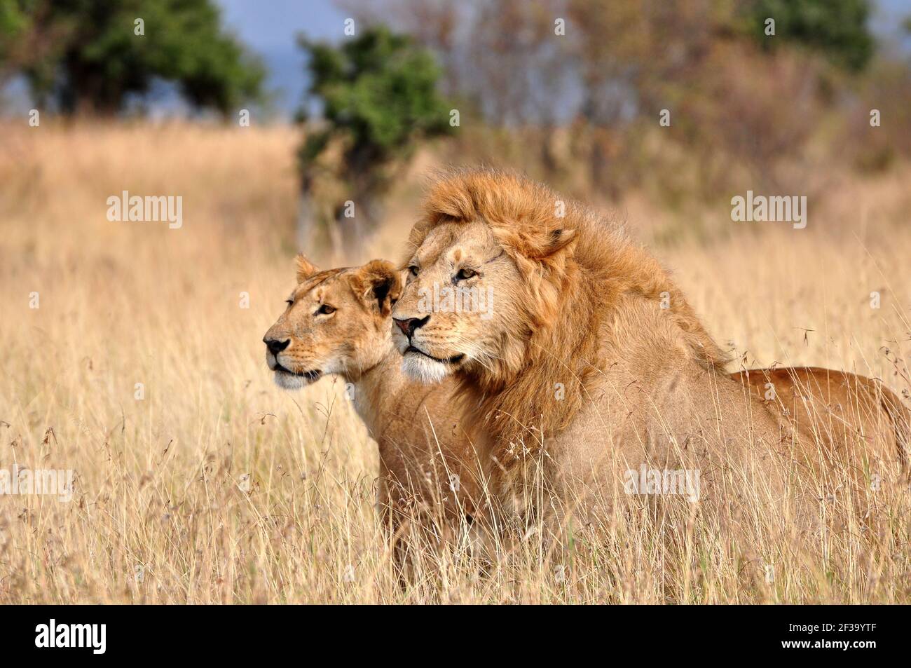 Male lion and lioness (Panthera leo) walking on the grasslands of the Masai Mara National Reserve, Kenya, Africa Stock Photo