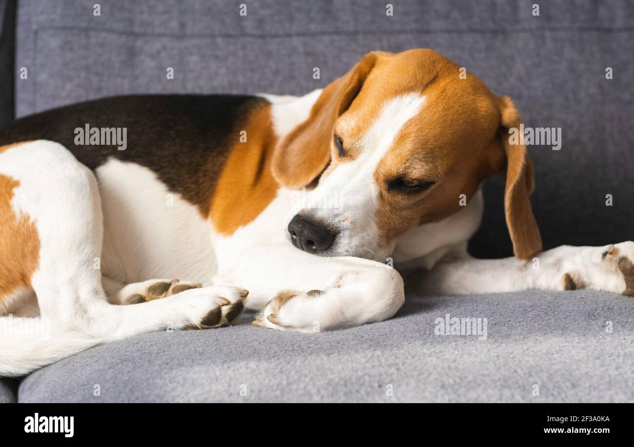 Beagle dog biting his itching skin on legs Stock Photo Alamy