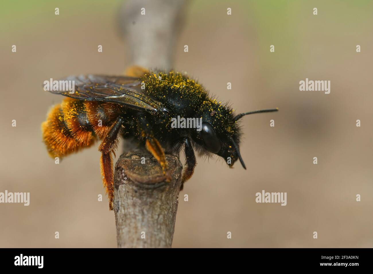 A selective focus shot of the two colored mason bee Stock Photo