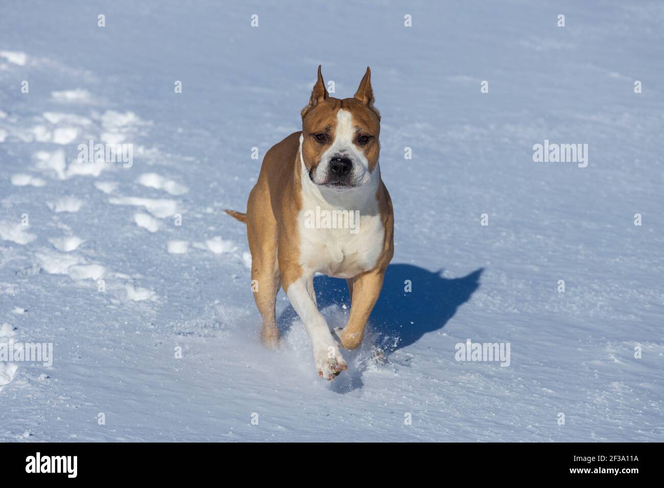 Pit bull terrier runs through the snow. Dog fighting breed. High quality photo Stock Photo