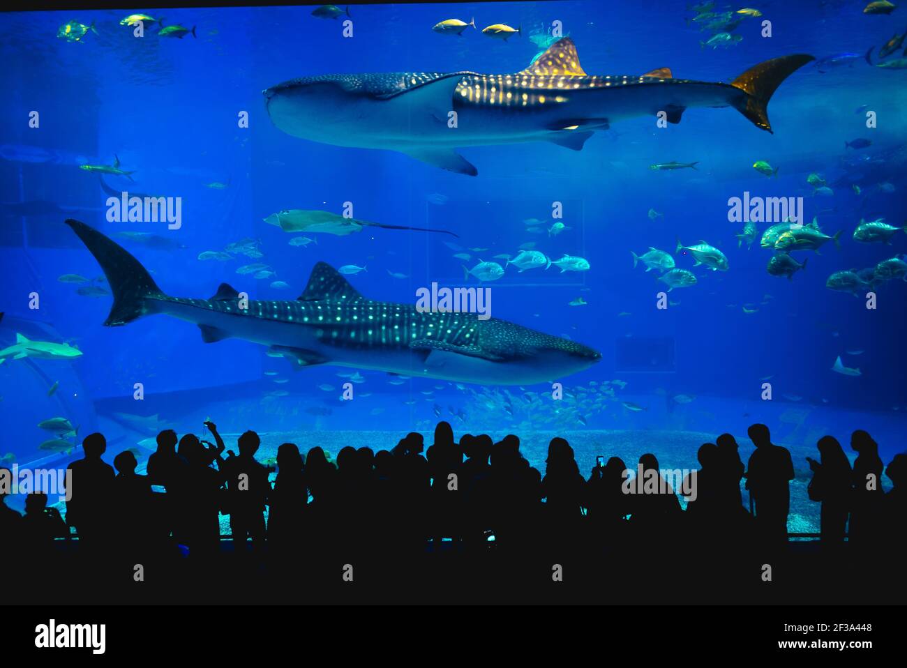 May 28, 2017 The main tank, called the Kuroshio Sea, of Okinawa