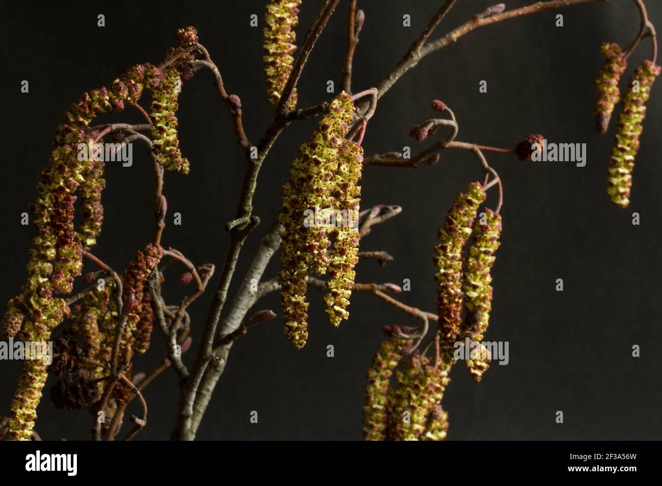 The catkins of the Alder tree are the male flowers that produce pollen that is wind blown to the small red flowers on other trees that are female Stock Photo