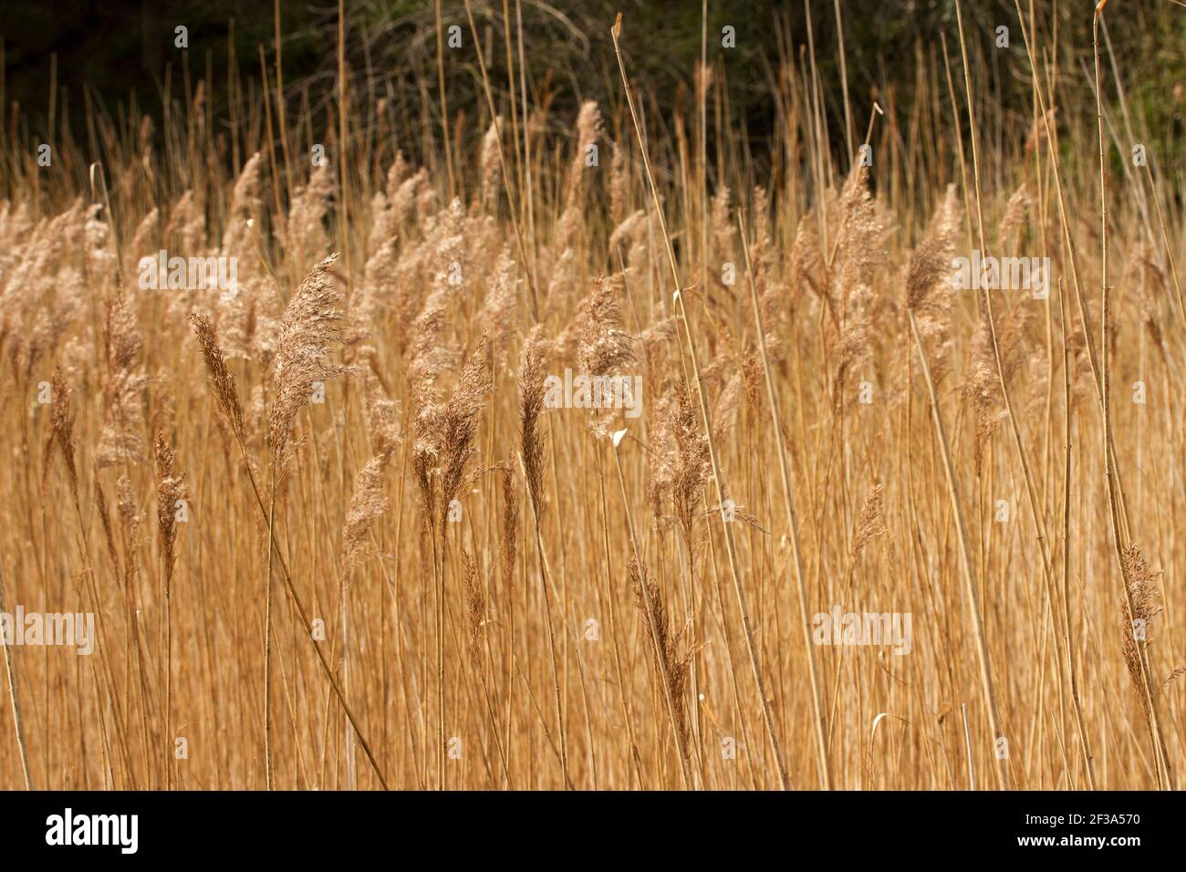 Tallest of the British grass species, the Common Reed spreads using tough creeping rhizomes and stolon's to form dense stands of reed-beds in wetlands Stock Photo